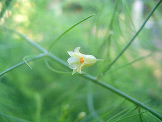 アスパラの花.jpg