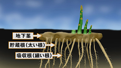 アスパラガスの生長 of ddcafe